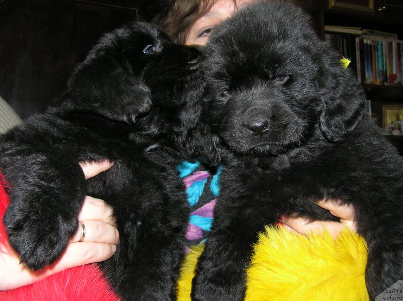 Фото: ньюфаундленд Матвей с Берега Дона (Matvey s Berega Dona)