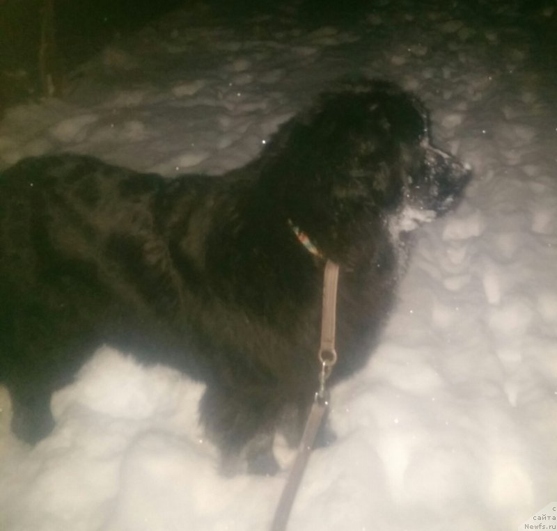 Фото: ньюфаундленд Ньюфорт Дивная Диана, ньюфаундленд Ньюфорт Дивная Диана