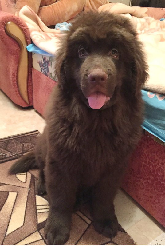 Фото: ньюфаундленд Браунблад МСК Севара Рейн