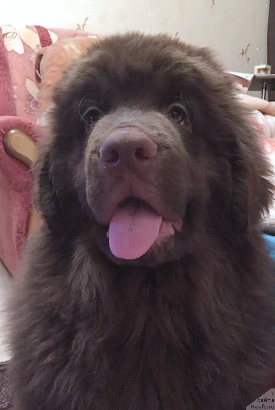 Фото: ньюфаундленд Браунблад МСК Севара Рейн