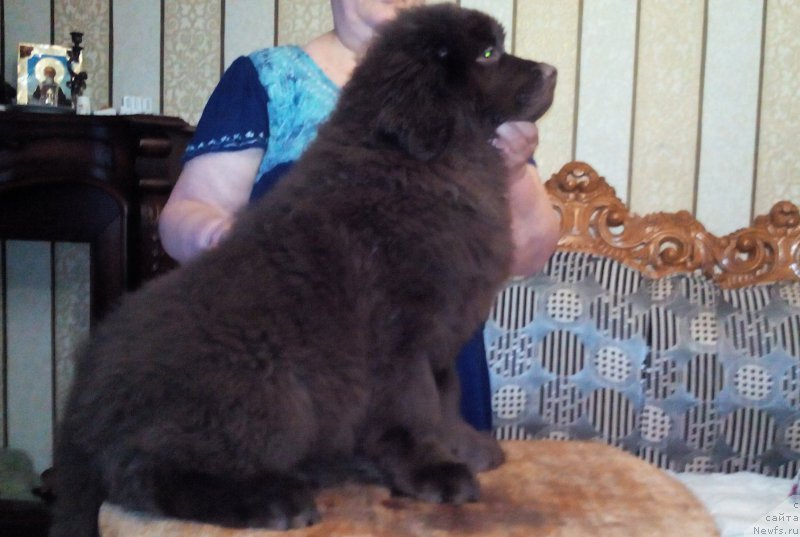 Фото: ньюфаундленд Браунблад МСК Сабина Эстер (Brownblood MSK Sabina Ester)