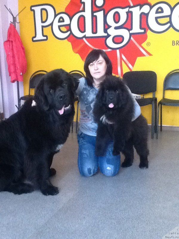 Фото: ньюфаундленд Ньюфорт Жорджия