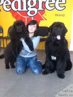 Фото: ньюфаундленд Ньюфорт Жорджия