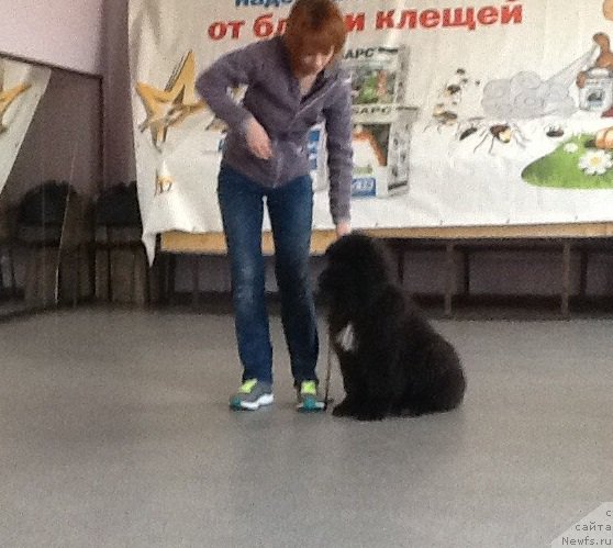 Фото: ньюфаундленд Ньюфорт Жорджия