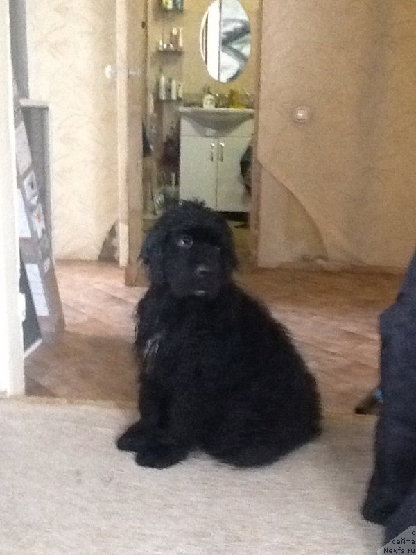 Фото: ньюфаундленд Ньюфорт Жорджия