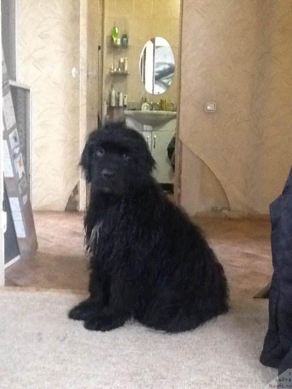 Фото: ньюфаундленд Ньюфорт Жорджия