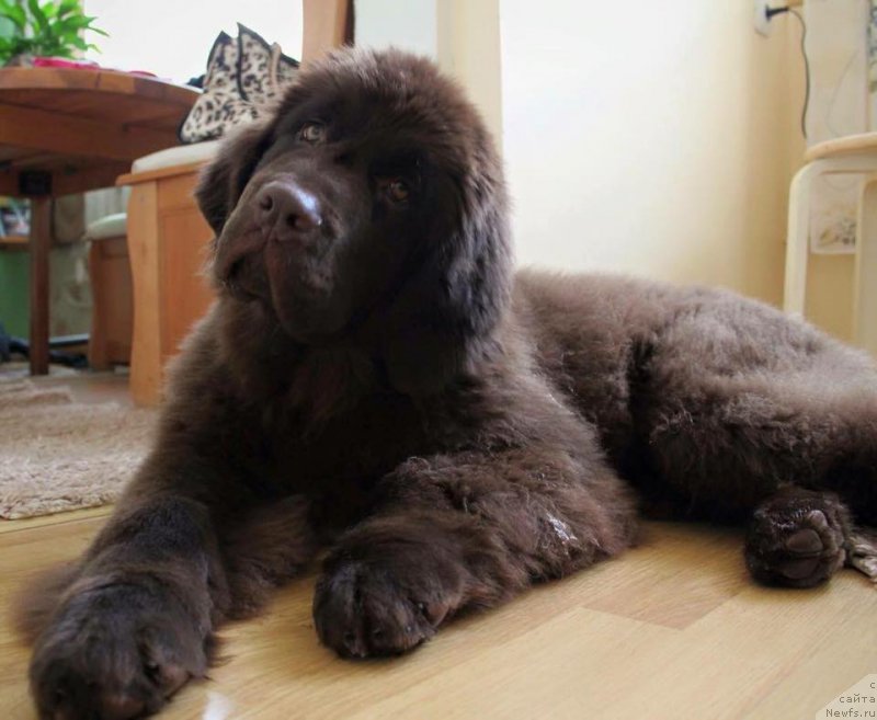 Фото: ньюфаундленд Фанньюф Аква-Марина (Funnewf Aqua-Marina)