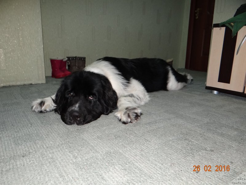 Фото: ньюфаундленд Беатрис Бьютифул от Сибирского Медведя