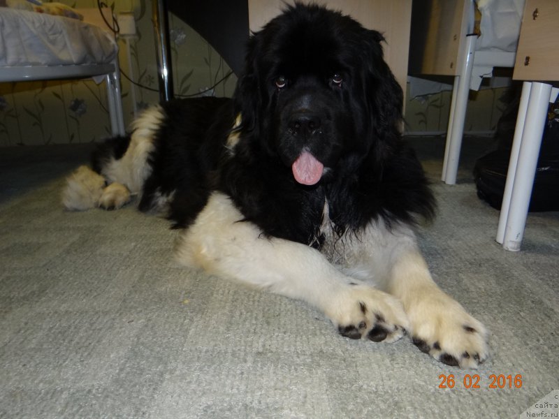 Фото: ньюфаундленд Фиаметтахауз Претти Дрим