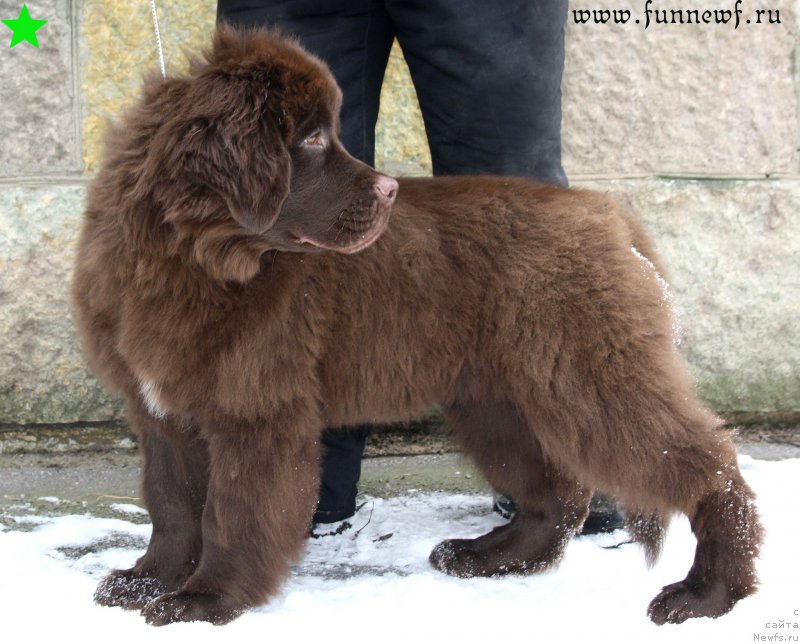 Фото: ньюфаундленд Фанньюф Антарктика (Funnewf Antarktika)