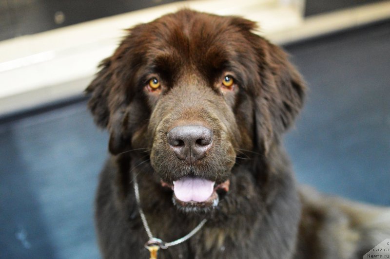 Фото: ньюфаундленд Николь Голд Стар (Nikol Gold Star), ньюфаундленд Николь Голд Стар (Nikol Gold Star)