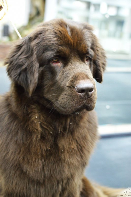 Фото: ньюфаундленд Николь Голд Стар (Nikol Gold Star)