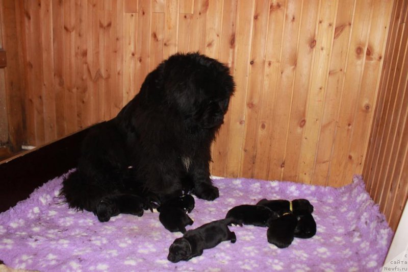 Фотография № 202981