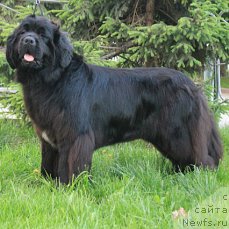 Фотография № 202984