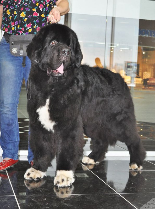 Фотография № 202987