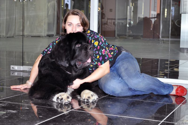 Фото: ньюфаундленд Питерньюф Омниа Винсет Амор (Piternyuf Omnia Vincet Amor), Ксения Семикова