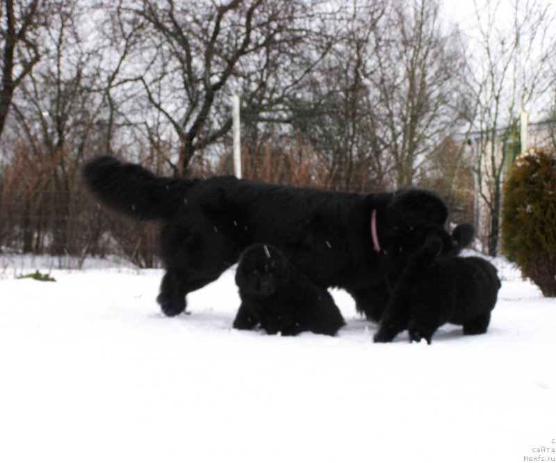 Фотография № 202999