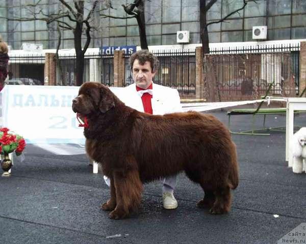 Фото: ньюфаундленд Wladimir v Freudenthal
