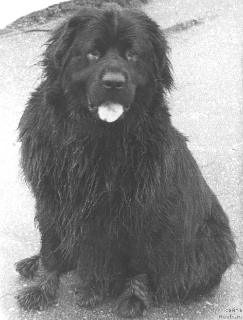 Фото: ньюфаундленд Нендия