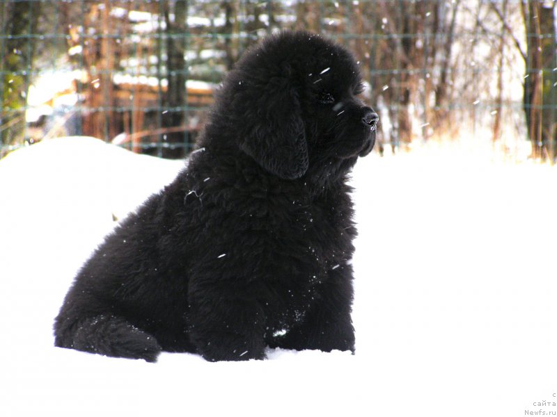 Фотография № 203001