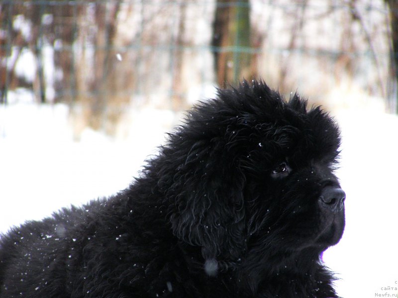 Фотография № 203003