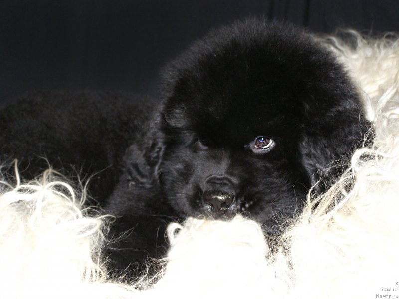 Фотография № 203005