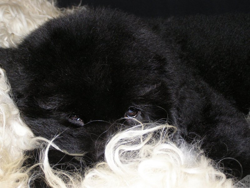 Фотография № 203006