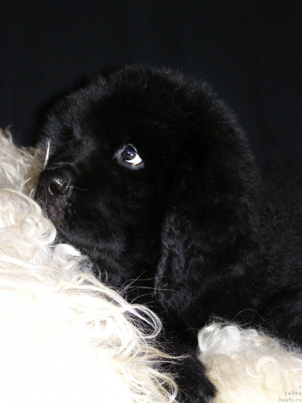 Фотография № 203007