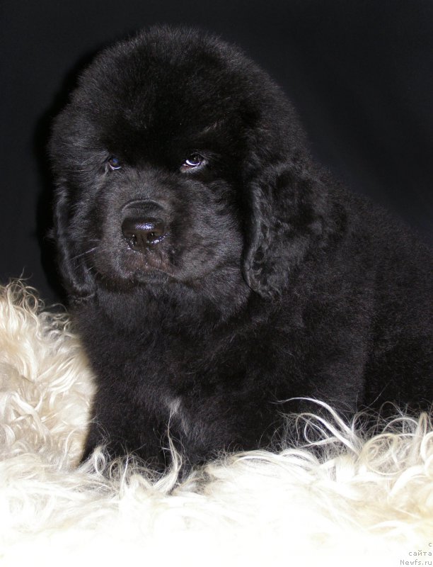 Фотография № 203008