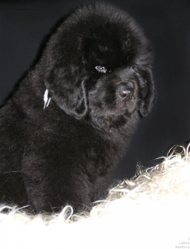 Фотография № 203009