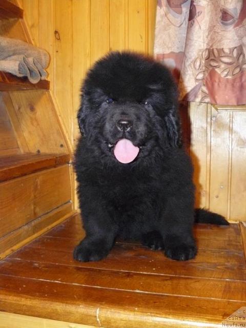 Фото: ньюфаундленд Пчёлкин Дом Весенний Вальс