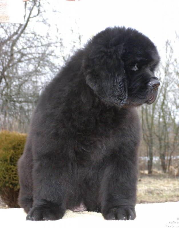 Фотография № 203011