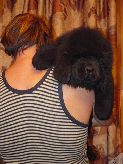 Фото: ньюфаундленд Пчёлкин Дом Весенний Вальс