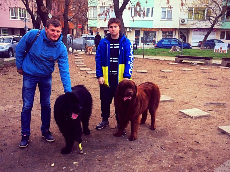 Фото: ньюфаундленд Браунблад МСК Хэппи Тедди (Brownblood MSK Happy Teddy), ньюфаундленд Браунблад МСК Харита Хавва (Brownblood MSK Harita Havva)