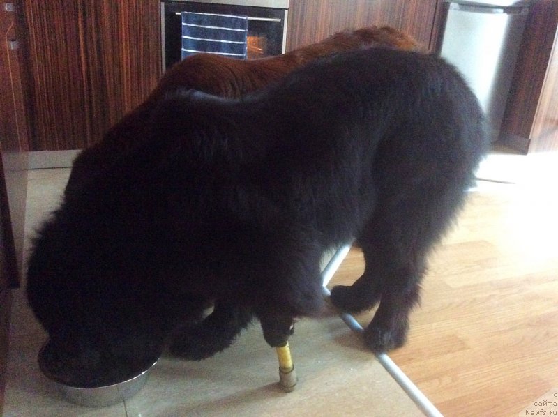 Фото: ньюфаундленд Браунблад МСК Хэппи Тедди (Brownblood MSK Happy Teddy), ньюфаундленд Браунблад МСК Харита Хавва (Brownblood MSK Harita Havva)