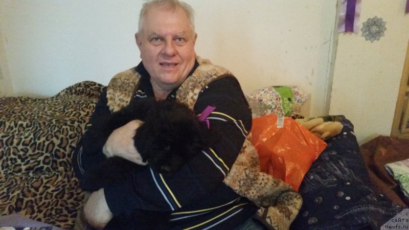 Фото: ньюфаундленд Стинг Вандерфул Синди