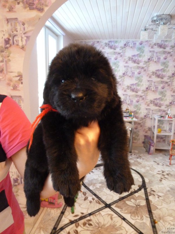 Фотография № 203042