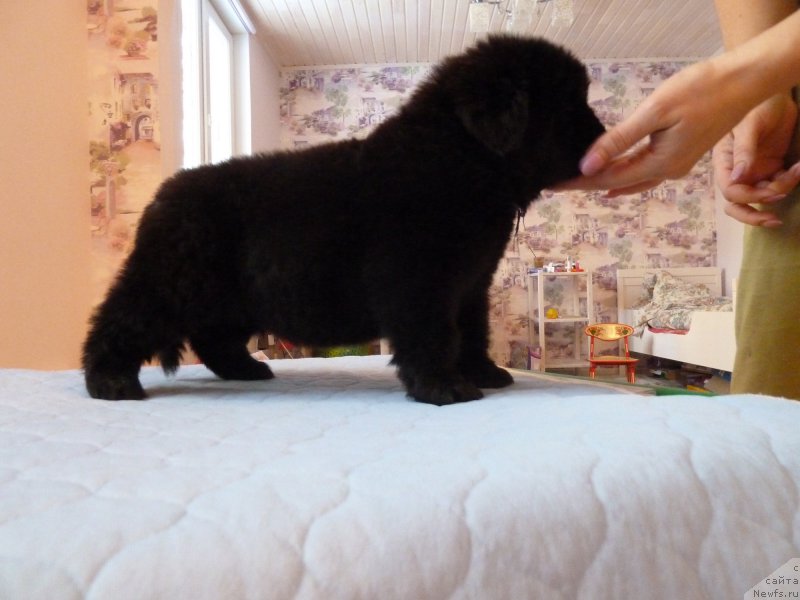 Фотография № 203045