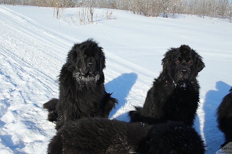 Фото: ньюфаундленд Fortuna of Giant's Island, ньюфаундленд Глория Гранд Блек