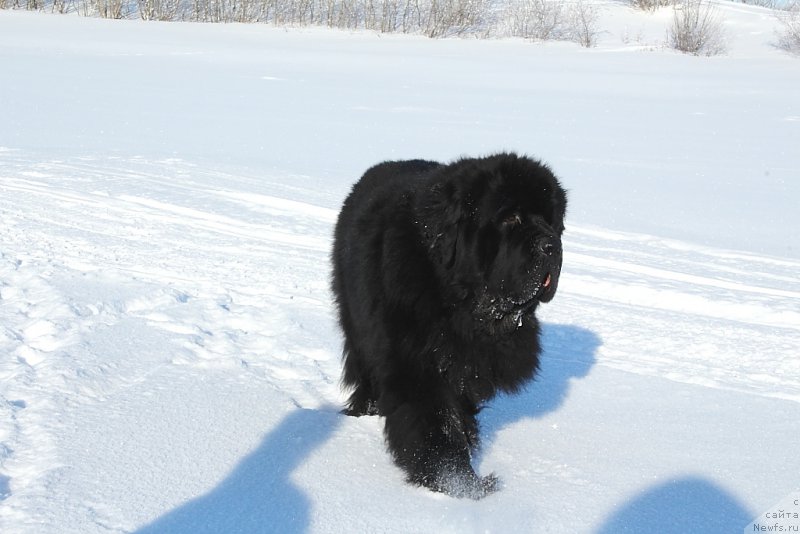 Фото: ньюфаундленд Бегущая по Волнам Зеро Коол