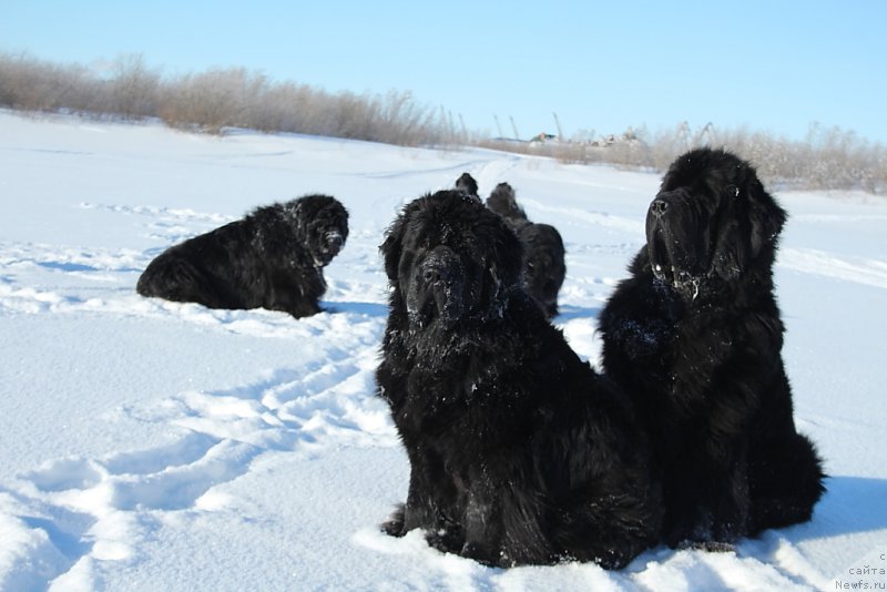 Фото: ньюфаундленд Янтарная Мечта, ньюфаундленд Бегущая по Волнам Зеро Коол