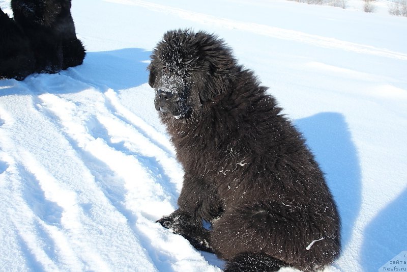 Фото: ньюфаундленд Экселент Бьюти