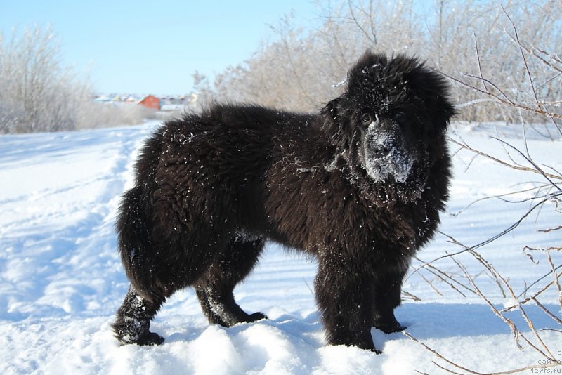 Фото: ньюфаундленд Экселент Бьюти