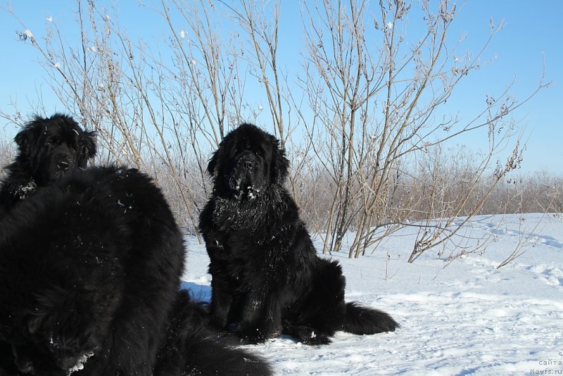 Фото: ньюфаундленд Янтарная Мечта