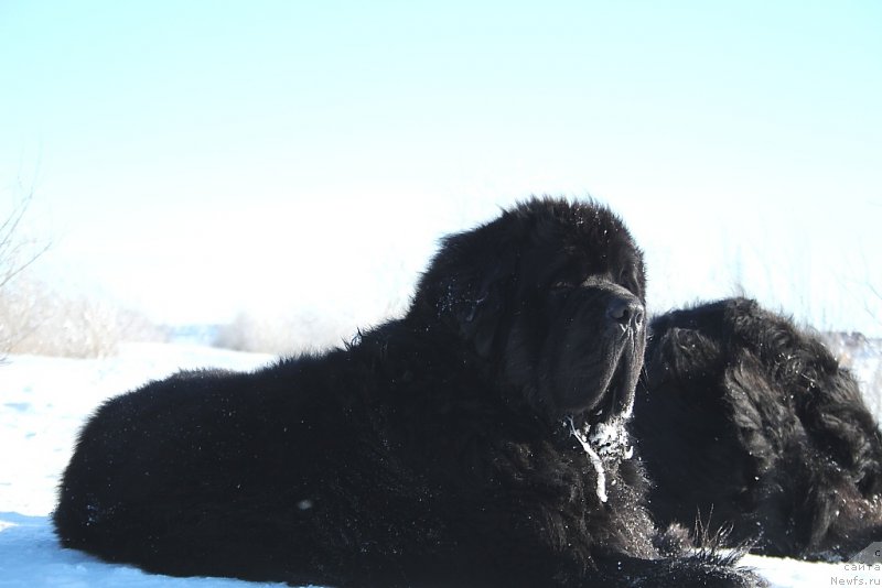 Фото: ньюфаундленд Бегущая по Волнам Зеро Коол