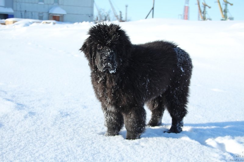 Фото: ньюфаундленд Экселент Бьюти