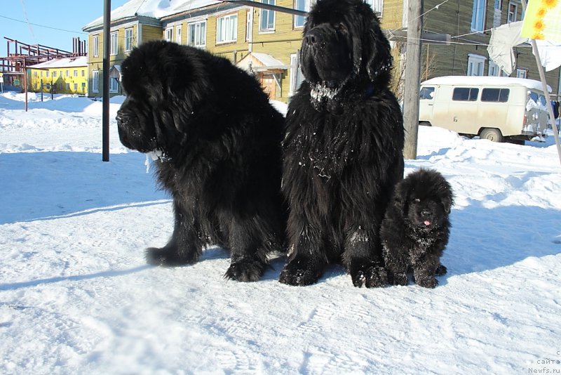 Фото: ньюфаундленд Бегущая по Волнам Зеро Коол, ньюфаундленд King of Helluland You Shock Me, Даймонд
