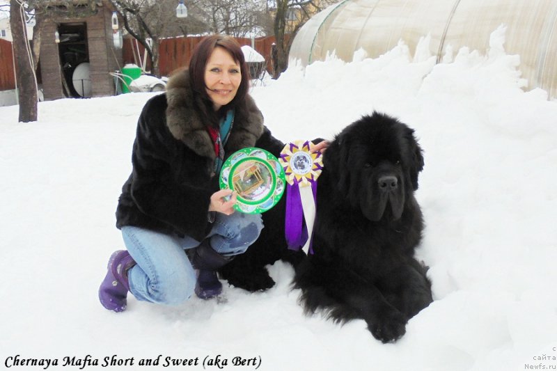 Фото: ньюфаундленд Черная Мафия Шорт анд Свеет (Chernaya Mafia Short and Sweet), Галина Линдер