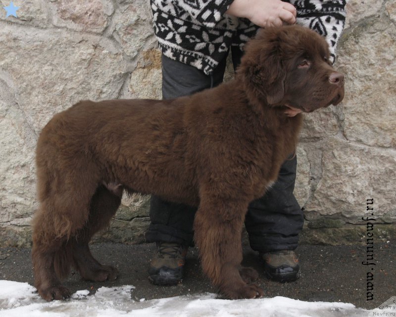 Фото: ньюфаундленд Фанньюф Авалон (Funnewf Avalon)