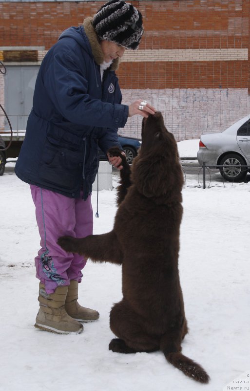 Фото: ньюфаундленд Фанньюф Авалон (Funnewf Avalon)